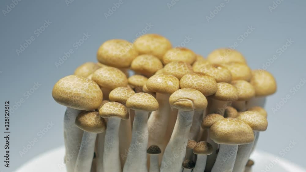 Fresh mushrooms are slowly rotating in the studio with the mushrooms' details. Fresh mushrooms are slowly rotating in the studio with the mushrooms' details.