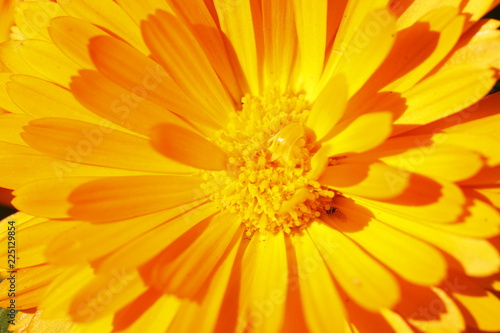 Fototapeta Naklejka Na Ścianę i Meble -  Orange Dahlie, close-up, Hintergrundbild