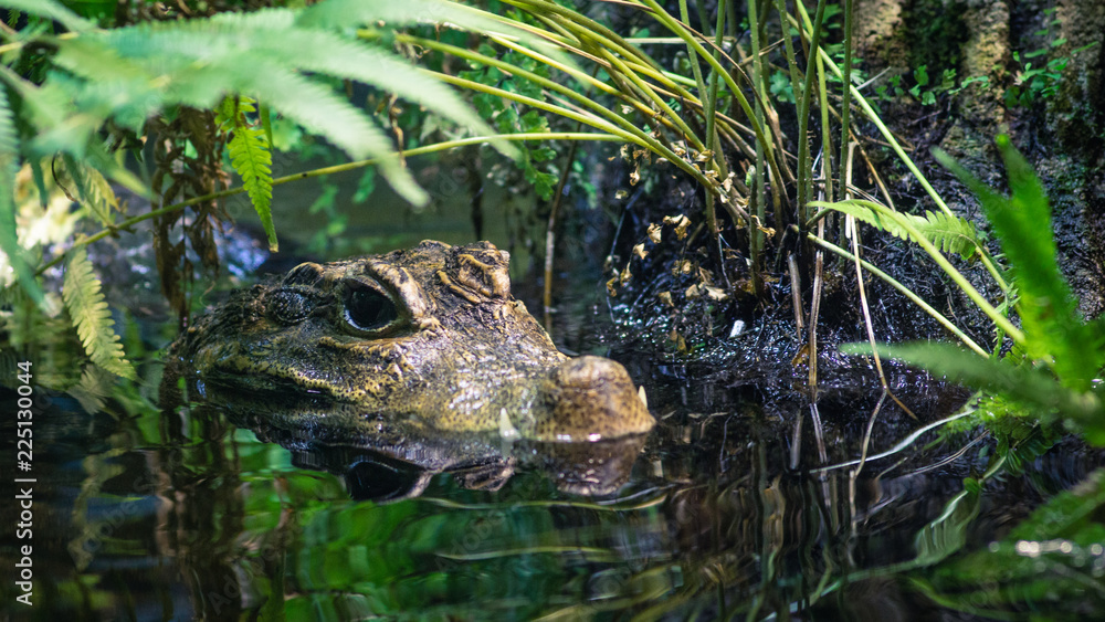 Obraz premium Croco (c) Alexander Reichel