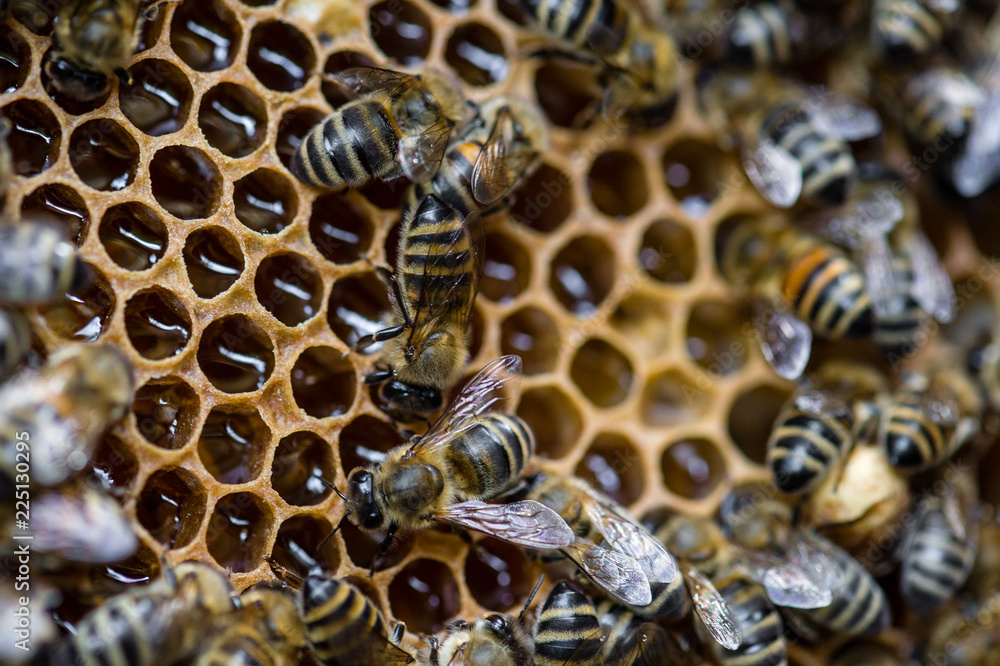 Honigbienen Honigbienen