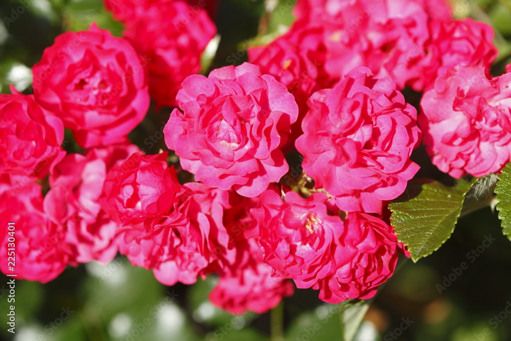 Rote Rosen Rote Rosen