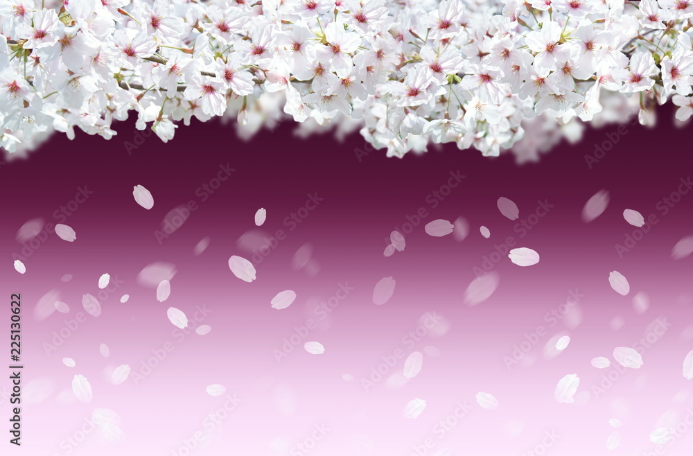 Fototapeta premium 桜の背景(ワインレッドと薄いピンクのイメージ)