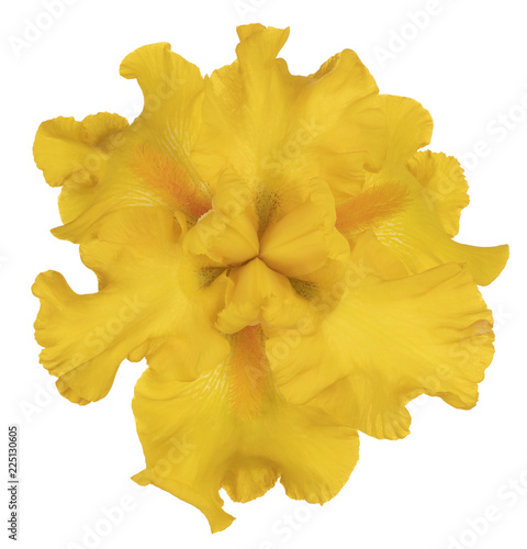 Fototapeta Naklejka Na Ścianę i Meble -  iris flower isolated