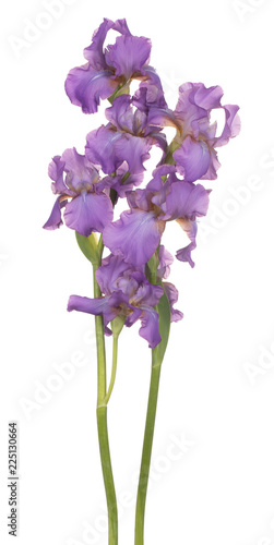 Fototapeta Naklejka Na Ścianę i Meble -  iris flower isolated