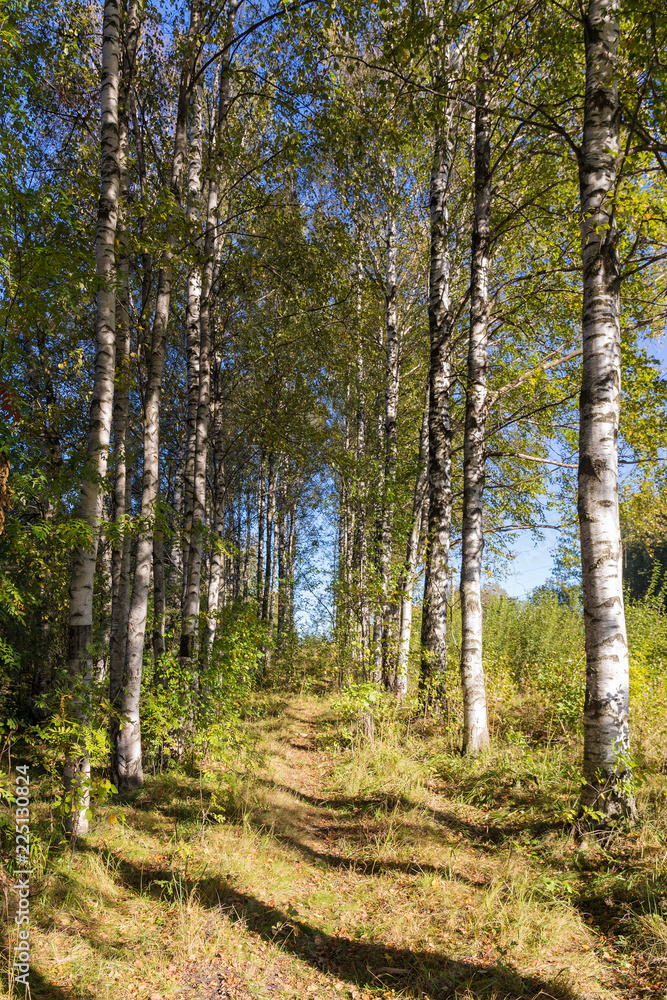 path in a birch grove