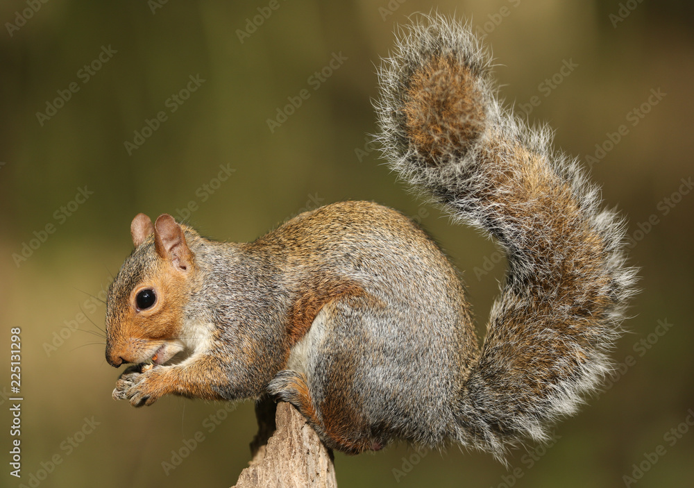 Grey Squirrel (Sciurus carolinensis) eating a nut sitting on a log. Grey Squirrel (Sciurus carolinensis) eating a nut sitting on a log.