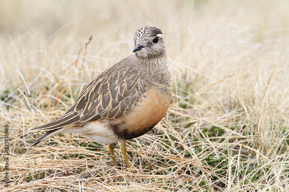 A rare Dotterel (Charadrius morinellus) in the highlands of Scotland. A rare Dotterel (Charadrius morinellus) in the highlands of Scotland.