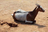 goat laying on ground in summer time.
