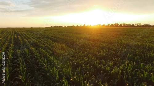 Flying over green corn field on huge sunset. 4K
