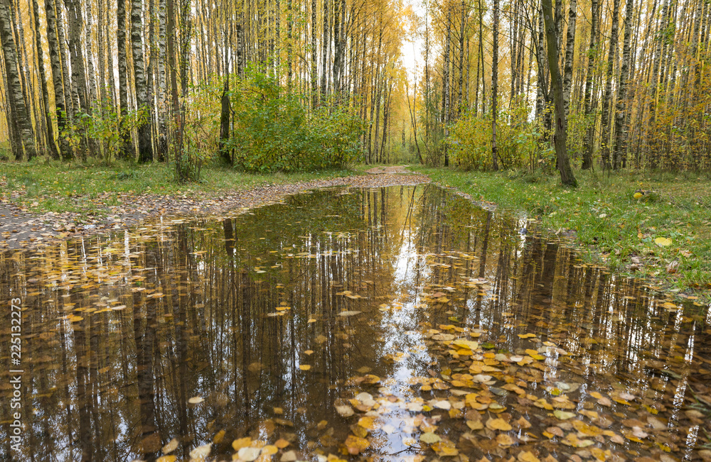 puddle on the path in the autumn forest, yellow fallen leaves