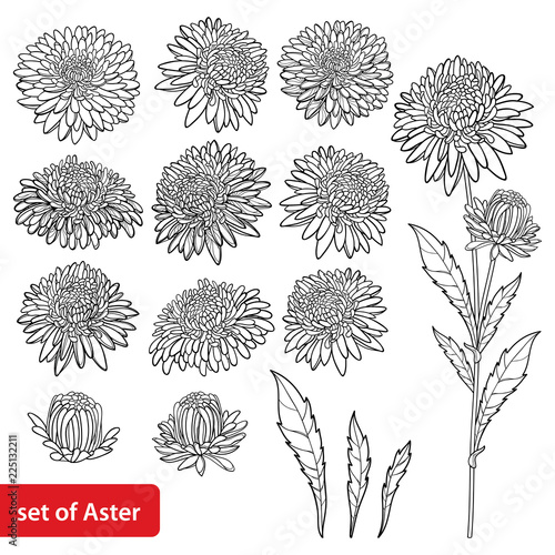 Vector set with outline Aster flower bunch, ornate leaf and bud in black isolated on white background. Contour blooming Aster plant for summer or autumn design and coloring book.
