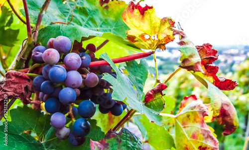 Closeup of grapevine in Main region next to Frankfurt - Germany photo