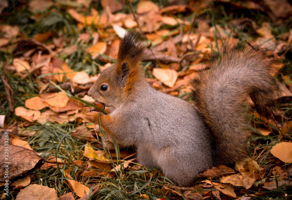 Squirrel nibbles a nut in the autumn Park Squirrel nibbles a nut in the autumn Park