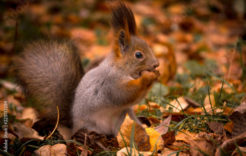 Squirrel nibbles a nut in the autumn Park