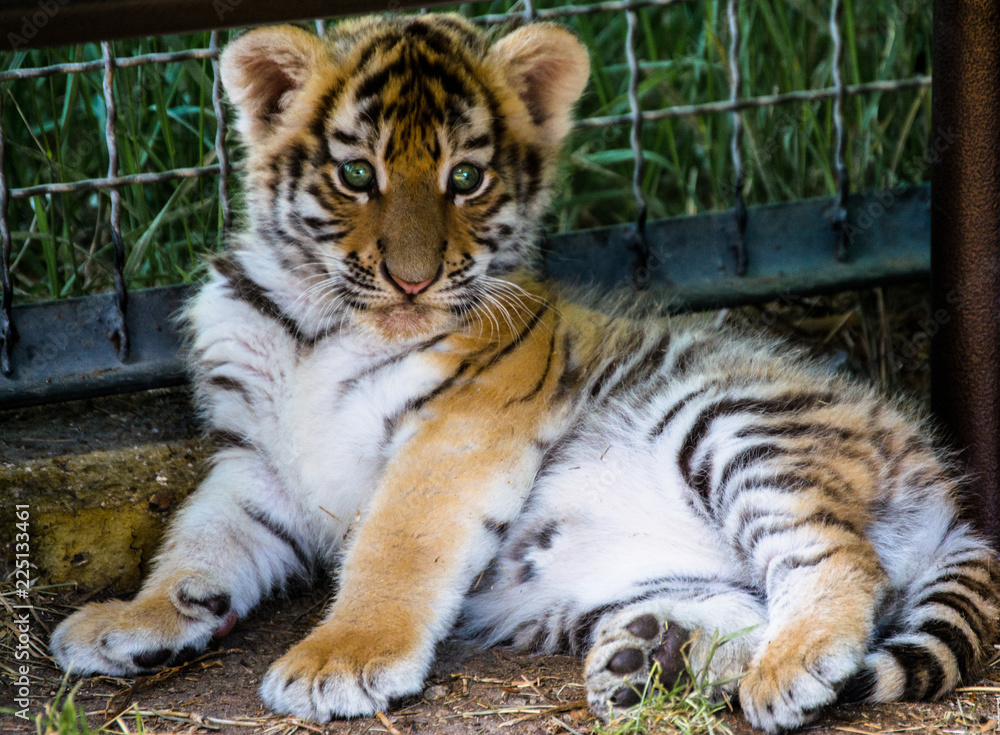 kindergarten for cubs kindergarten for cubs