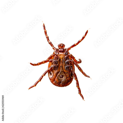 Encephalitis Virus or Lyme Disease Infected Dermacentor Tick Arachnid Insect Pest Isolated on White Background