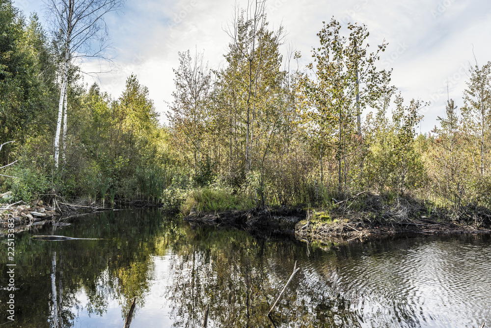 swampy area with growing trees and dead wood, wild nature background swampy area with growing trees and dead wood, wild nature background