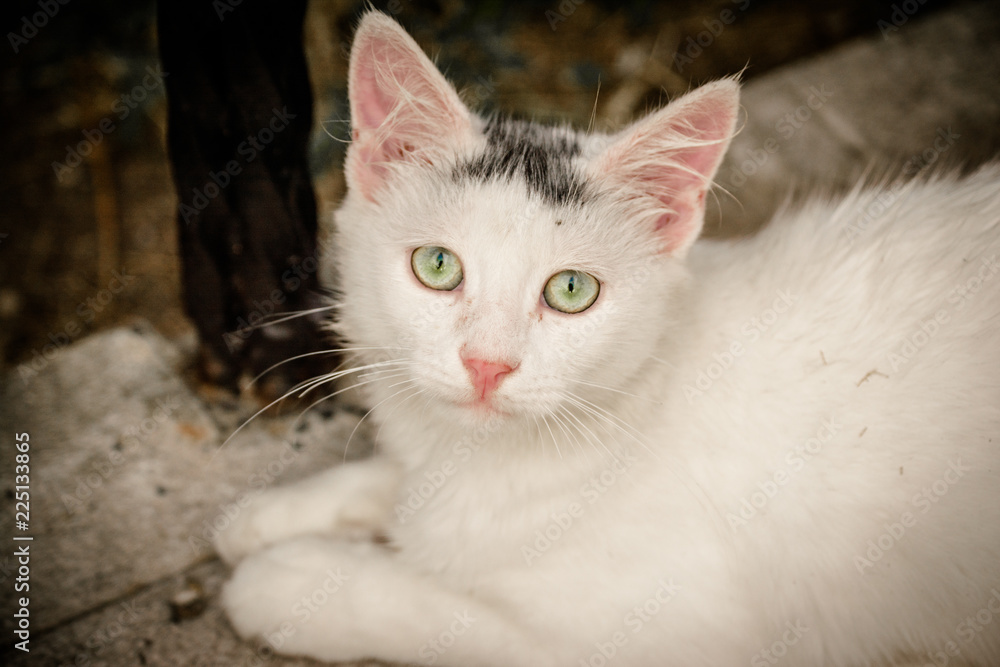 white young cat with beautiful eyes and pink nose