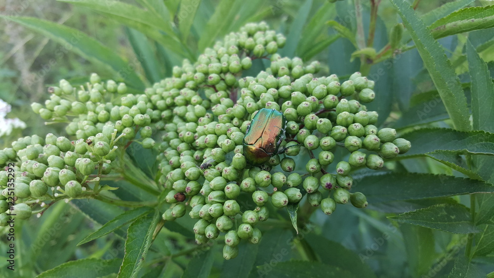 shiny bug shiny bug