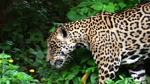 Leopard walking in the woods looking for food footage slow motion