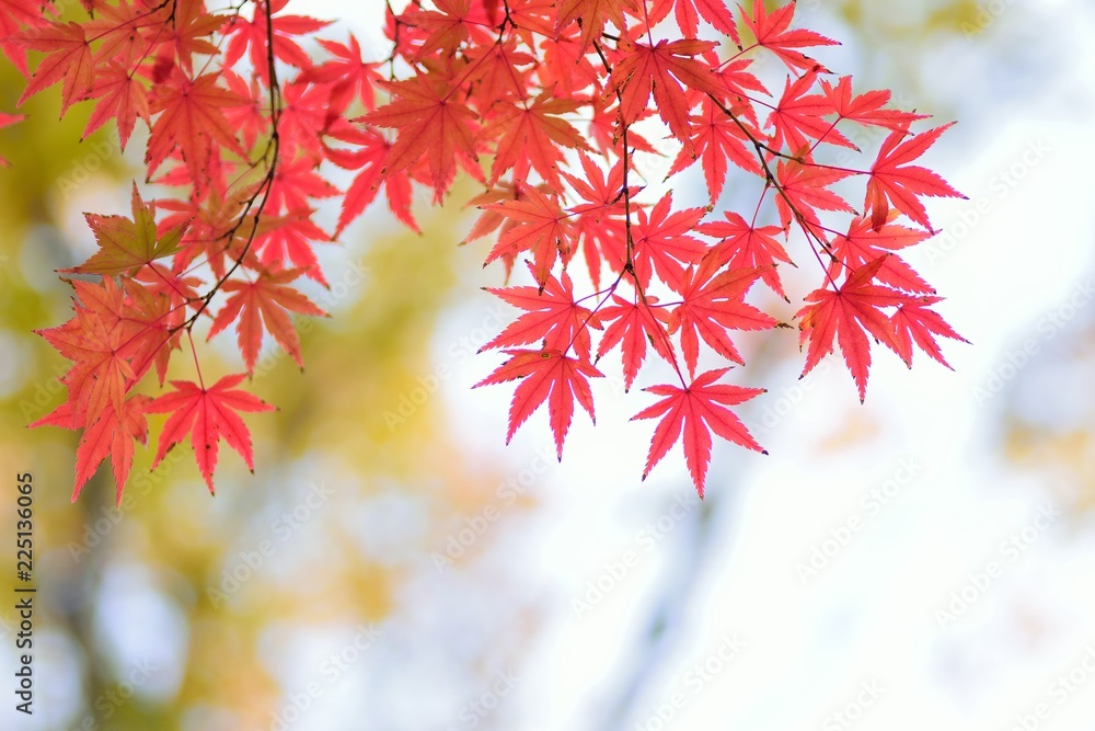 Landscape of vibrant colorful Japanese Autumn Maple leaves Landscape of vibrant colorful Japanese Autumn Maple leaves