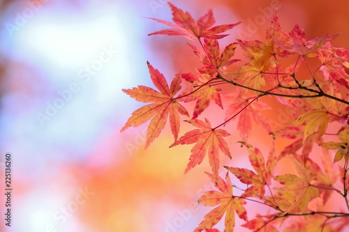 Landscape of vibrant colorful Japanese Autumn Maple leaves