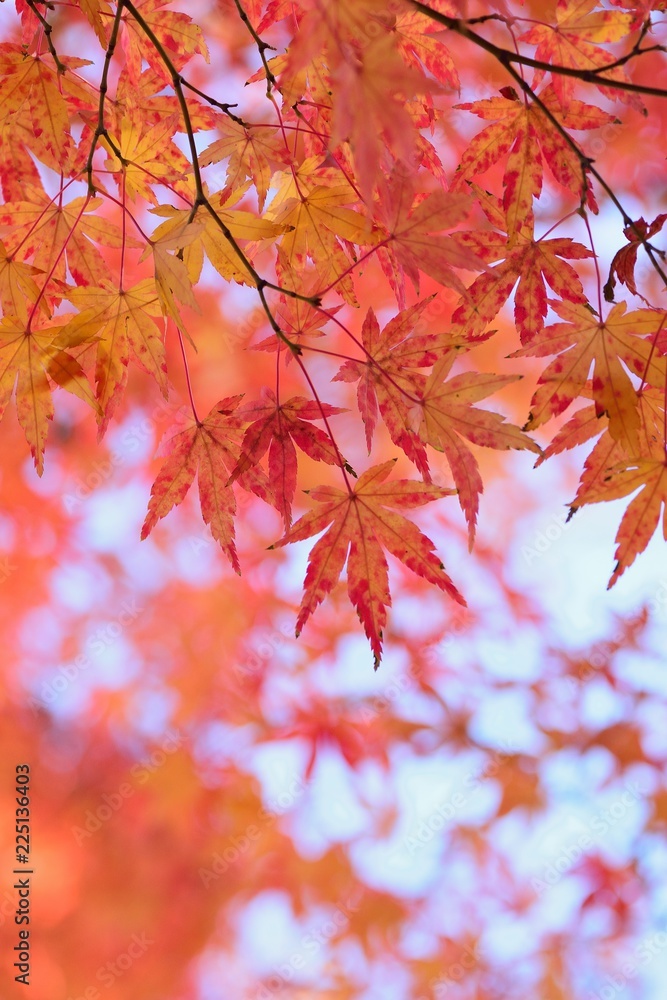 Landscape of vibrant colorful Japanese Autumn Maple leaves Landscape of vibrant colorful Japanese Autumn Maple leaves