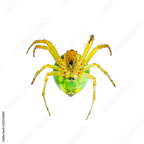Yellow Spider Arachnid Insect Isolated on White