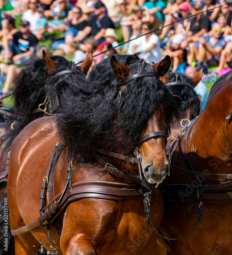 Porträt von einem Kaltblut Pferd photo