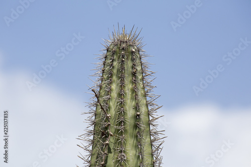 Himmelhoher Kaktus 