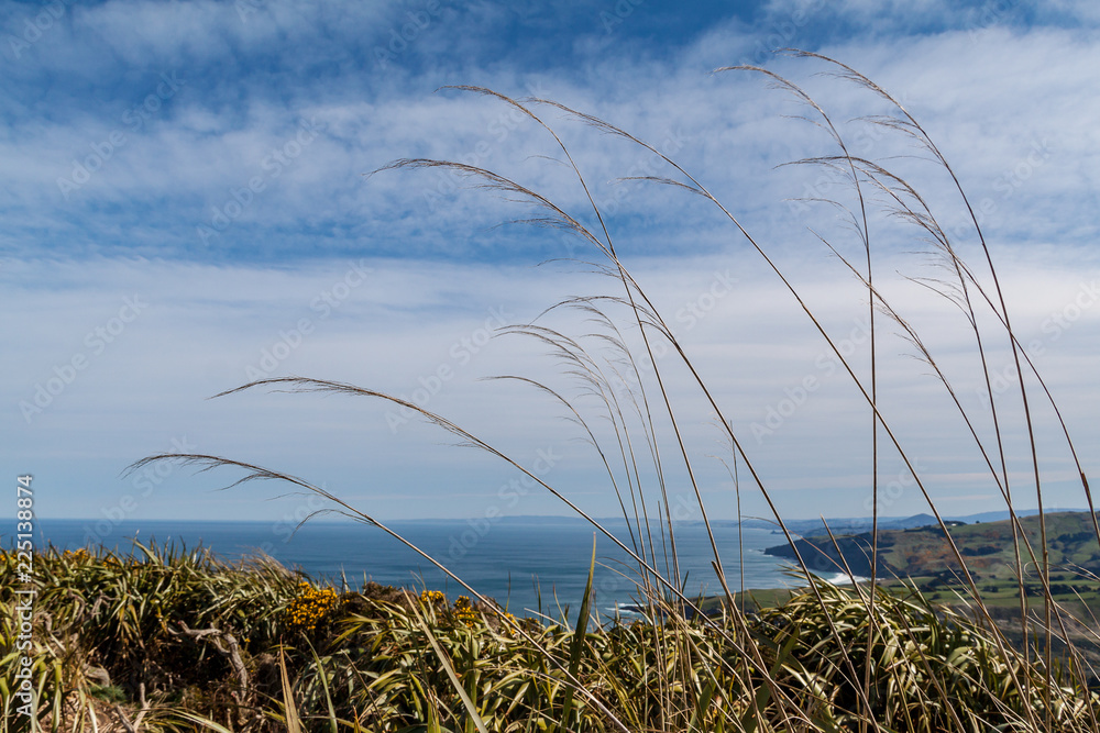Obraz premium Pampas frouds with sea in the background