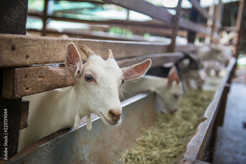 Goat farm in Penang, Malaysia
