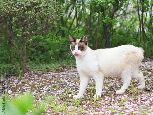 White and Gray Cat with Tongue out Walking in the Forest