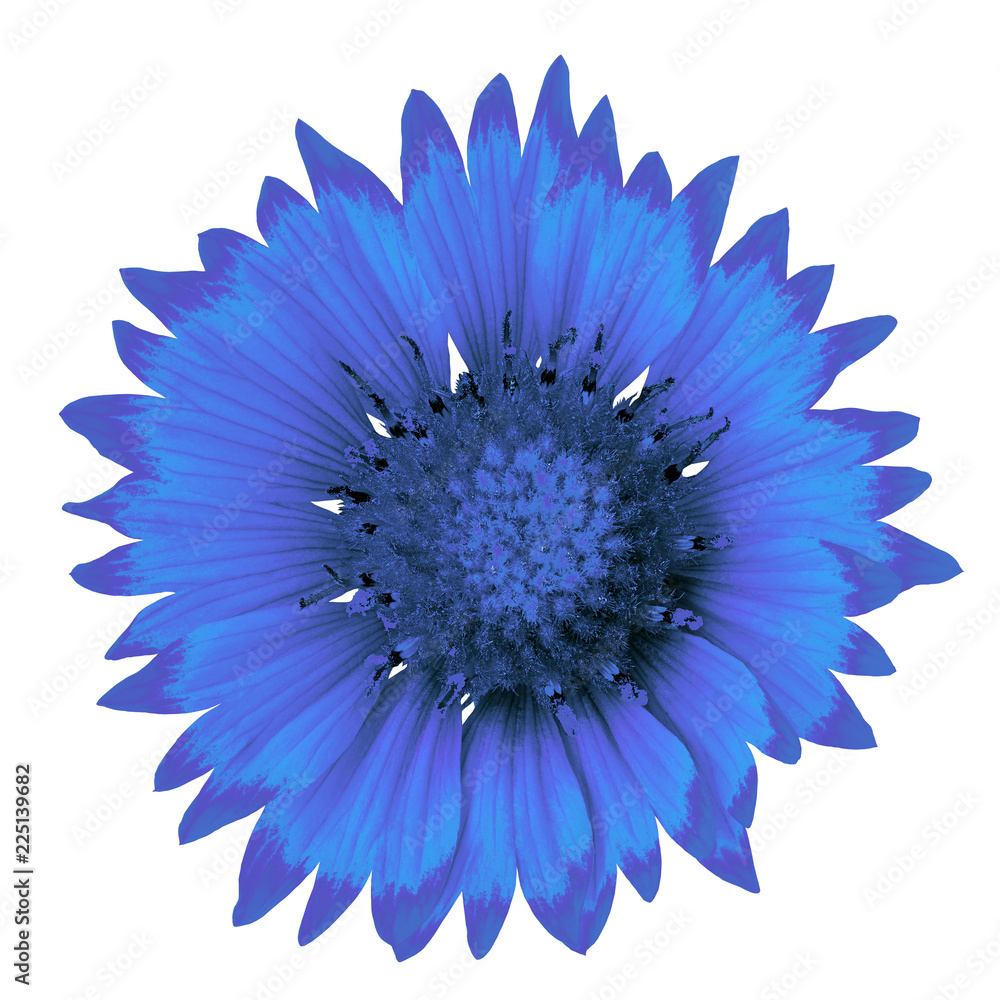 Obraz premium flower cerulean blue gaillardia isolated on a white background. Close-up. Nature.