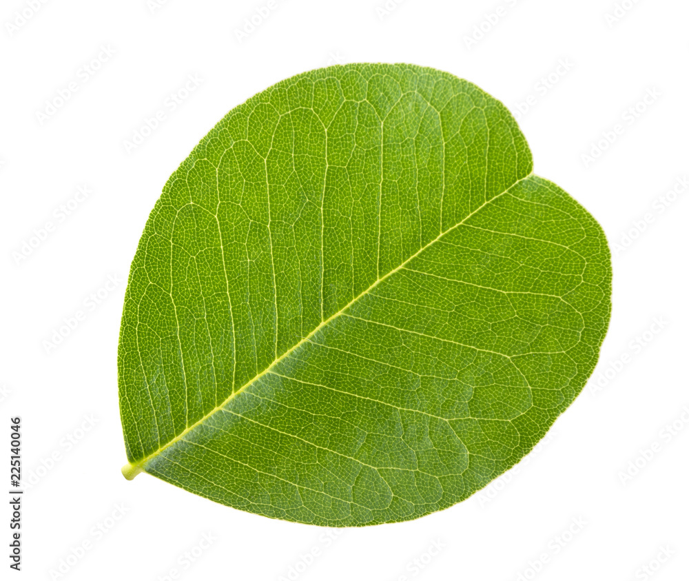 Obraz premium Bladder senna leaf