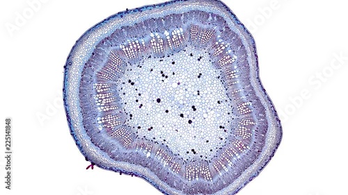 cotton stem - cross section cut under the microscope – microscopic view of plant cells for botanic education