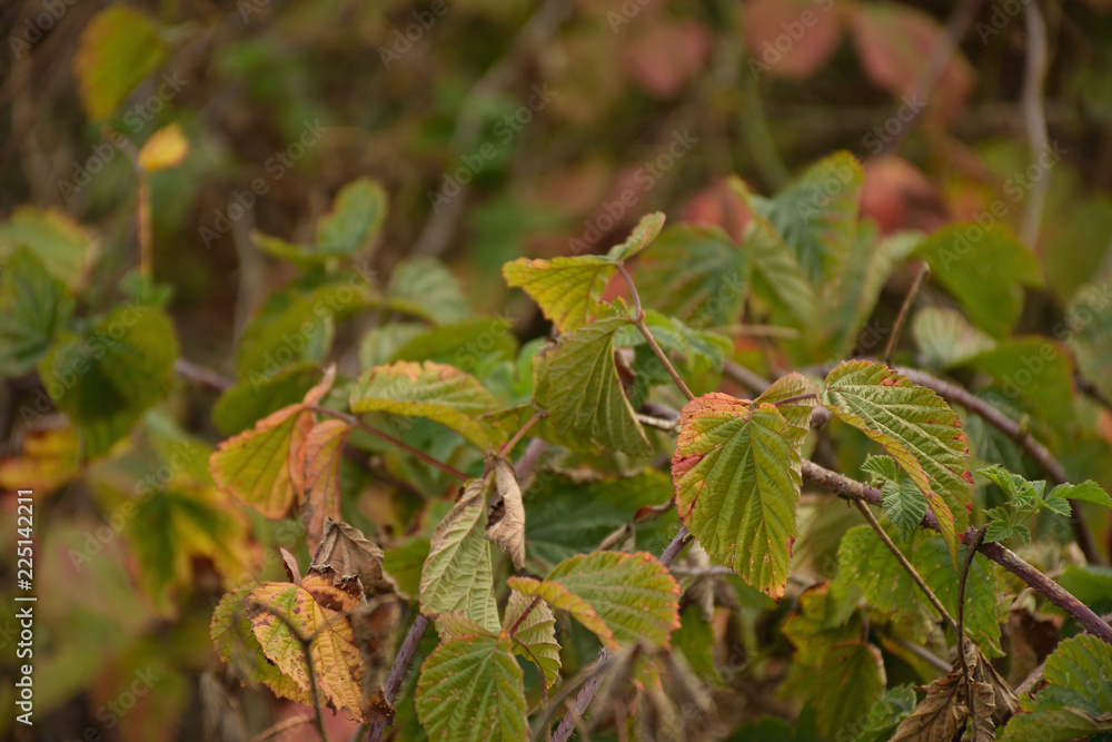 Leaves near Chumcany u Loun train station at beginning autumn in Czech central mountains on September 22th 2018 Leaves near Chumcany u Loun train station at beginning autumn in Czech central mountains on September 22th 2018