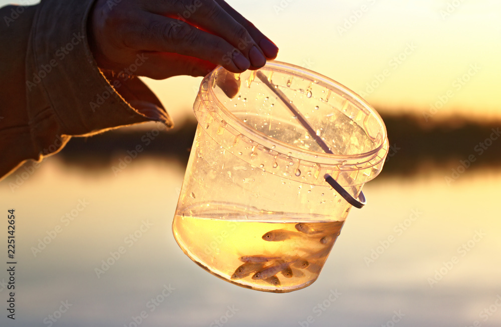 Small live minnows as a nozzle for catching predatory fish