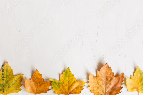 Autumn maple leaves isolated on a gray background. Top view. Flat lay. Place for text