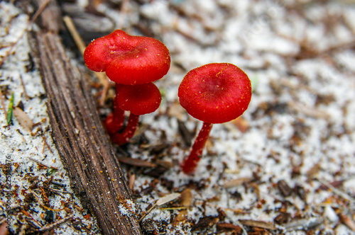 Red Mushrooms