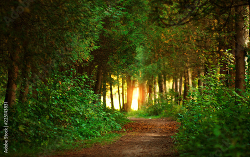 Trail path in botanical coniferous park in sunset light © okostia