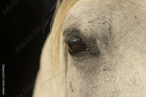 Ojo de un caballo de raza hispano-arabe photo