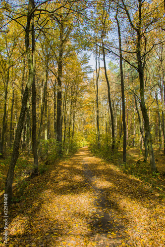 Fototapeta Naklejka Na Ścianę i Meble -  Forest path in autumn