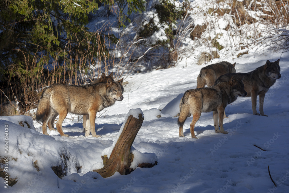 Meute de loups du Mercantour