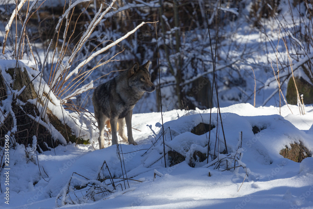 Loup du Mercantour