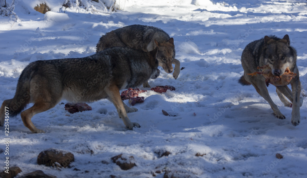 Meute de loups du Mercantour
