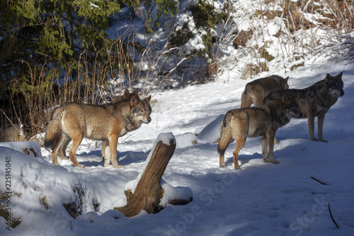 Obraz na płótnie Meute de loups du Mercantour w salonie