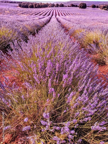 lavender fields in guadalajara