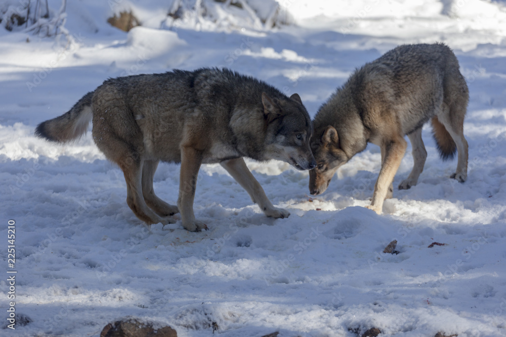 Meute de loups du Mercantour