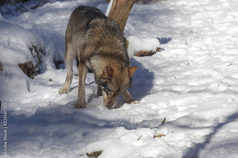Loup du Mercantour